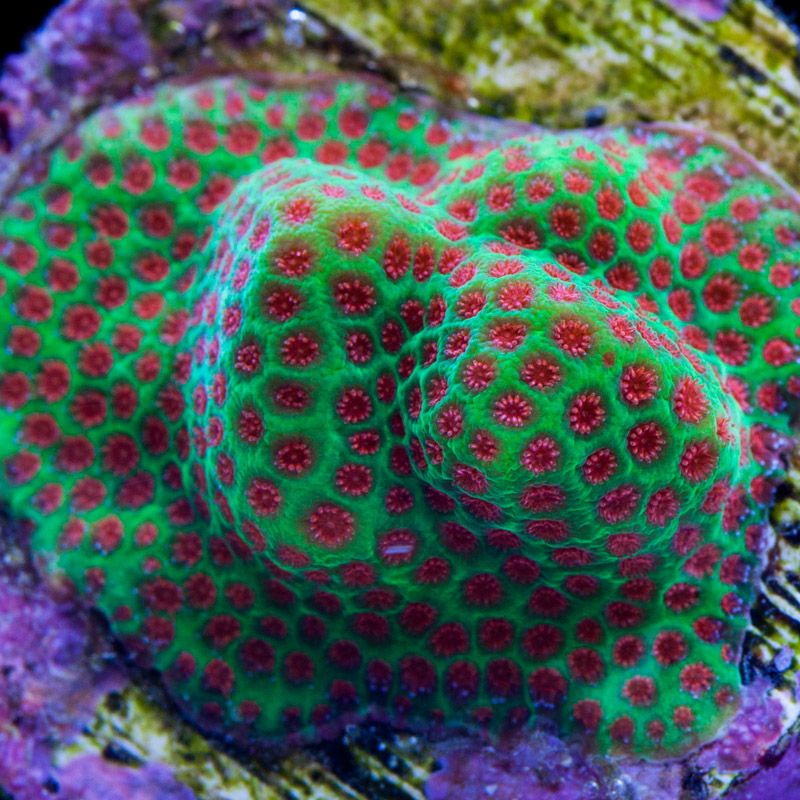 Porites Green / Red (The Grinch) Frag (Ong 2-3 cm)