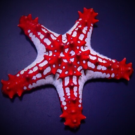 Protoreaster linckii (Knobbelenster)