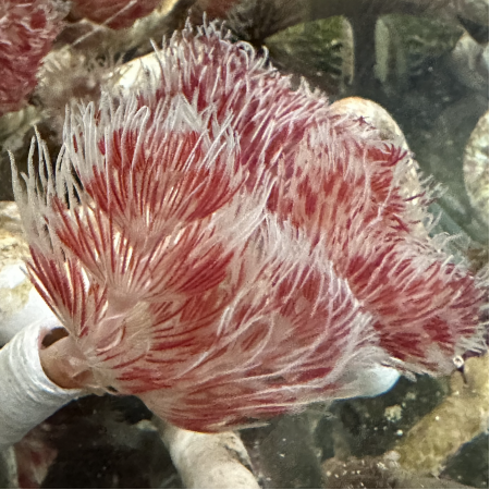 Protula Red / White (Red / White coco worm)