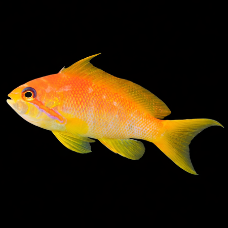 Pseudanthias squamipinnis (Lyretail Anthias) (vrouw)