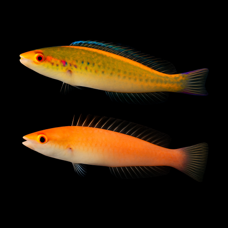 Pseudojuloides severnsi (Severn&rsquo;s wrasse) (Paar)