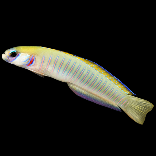 Ptereleotris zebra (Chinese Zebra Goby)
