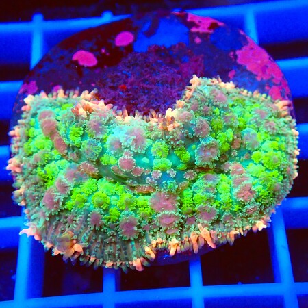 Rhodactis Frankenstein WYSIWYG (1761940507618)