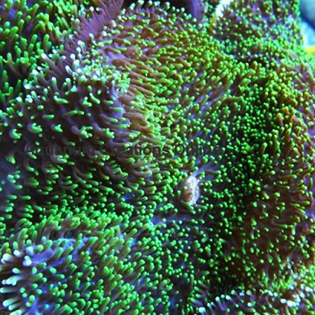 Rhodactis indosinensis (Neon Green Hairy Mushroom) 1 stuk