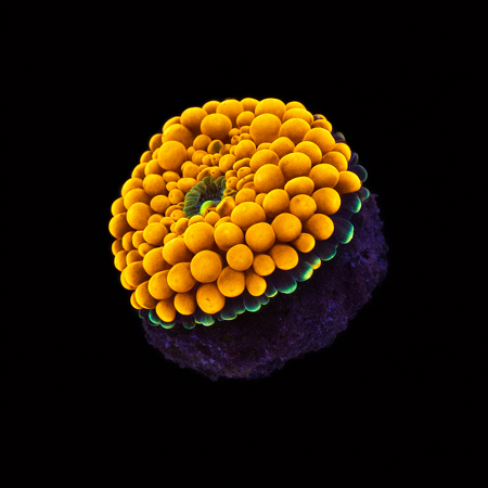 Ricordea Florida Orange Frag (Ong. 2-3 cm) WYSIWYG (1775973495416)