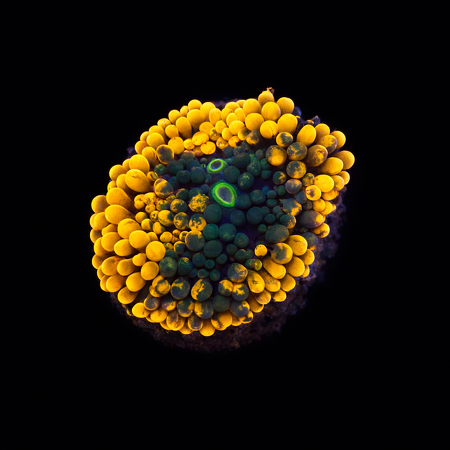 Ricordea Florida Orange Frag (Ong. 2-3 cm) WYSIWYG (1775973614720)