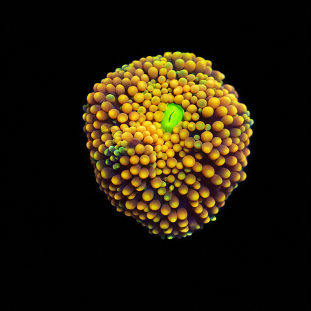 Ricordea Florida Orange Frag (Ong. 2-3 cm) WYSIWYG (1776005294739)