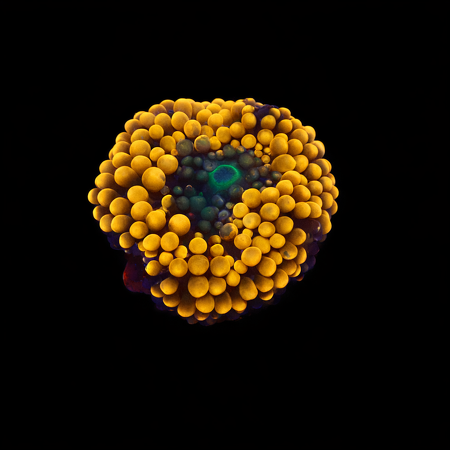 Ricordea Florida Orange Frag (Ong. 2-3 cm) WYSIWYG (1776005305065)