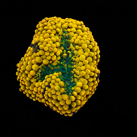 Ricordea Florida Orange Frag (Ong. 2-3 cm) WYSIWYG (1776005328236)