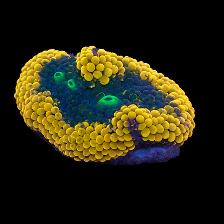 Ricordea Florida Orange Frag (Ong. 2-3 cm) WYSIWYG (1776005417371)