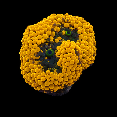 Ricordea Florida Orange Frag (Ong. 2-3 cm) WYSIWYG (1776005420772)