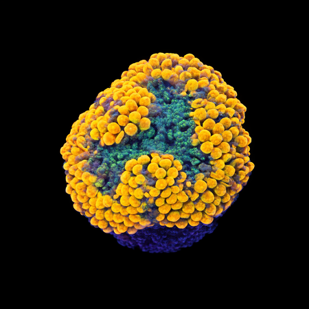 Ricordea Florida Orange/rainbow Frag (Ong. 2-3 cm) WYSIWYG (1772912549725)