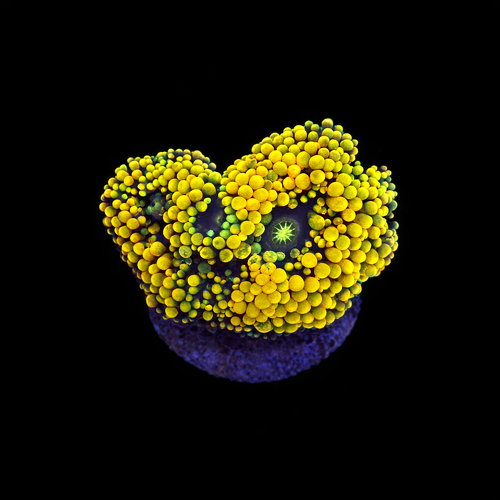 Ricordea Florida orange rainbow Frag (Ong. 2-3 cm) WYSIWYG (1790873493808)