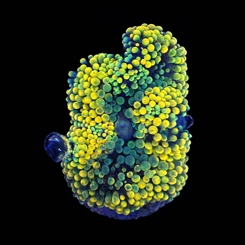 Ricordea Florida orange rainbow Frag (Ong. 2-3 cm) WYSIWYG (1790873513641)