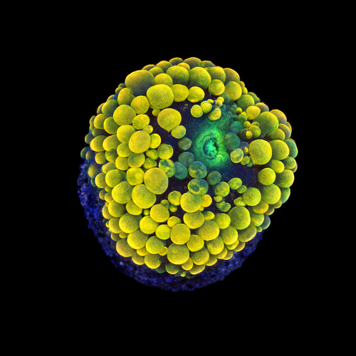 Ricordea Florida orange rainbow Frag (Ong. 2-3 cm) WYSIWYG (1790873536440)