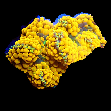 Ricordea Florida Orange/Rainbow WYSIWYG (1770546004913)