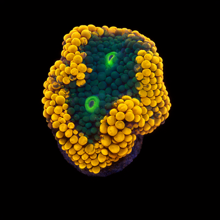 Ricordea Florida Orange S (Ong. 4-5 cm) WYSIWYG (1775973562557)