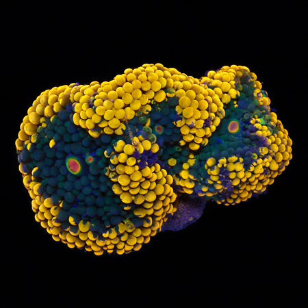 Ricordea Florida Orange S (Ong. 4-5 cm) WYSIWYG (1776005335655)