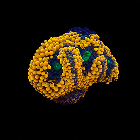 Ricordea Florida Orange S (Ong. 4-5 cm) WYSIWYG (1776005355555)