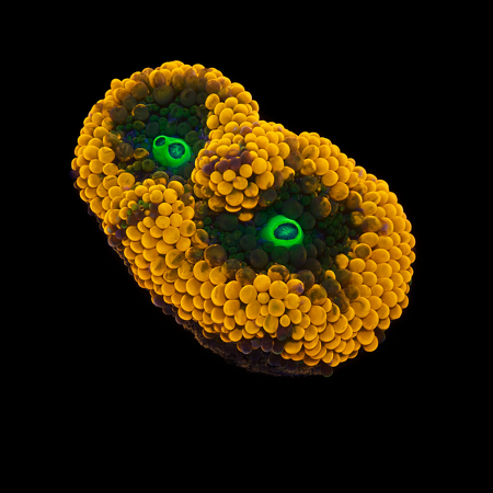 Ricordea Florida Orange S (Ong. 4-5 cm) WYSIWYG (1776005380389)