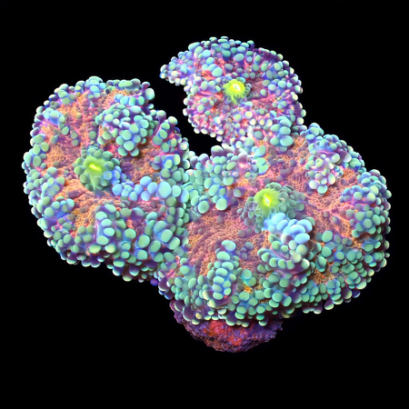 Ricordea Yuma M (Ong. 6-7 cm) WYSIWYG (1775973310958)