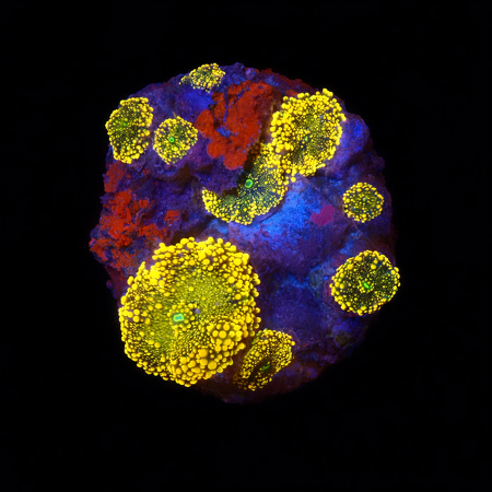 Ricordea Yuma Orange garden M (Ong. 6-7 cm) WYSIWYG (1776006033314)