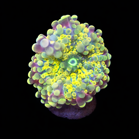 Ricordea Yuma Rainbow Frag (Ong. 2-3 cm) WYSIWYG (1775973242074)