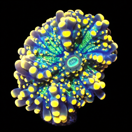 Ricordea Yuma Ultra S (Ong. 4-5 cm) WYSIWYG (1775973263474)