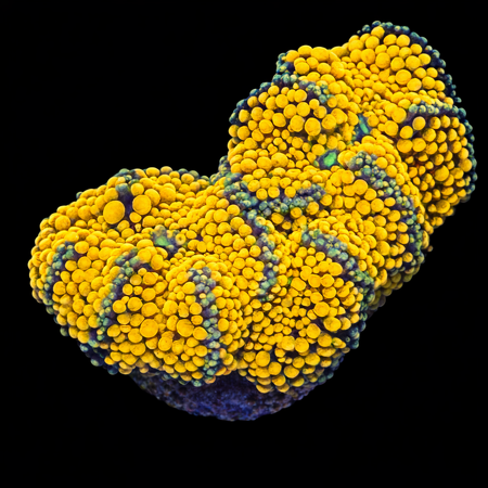 40.00 S (Ong. 4-5 cm) WYSIWYG (1772912133506)