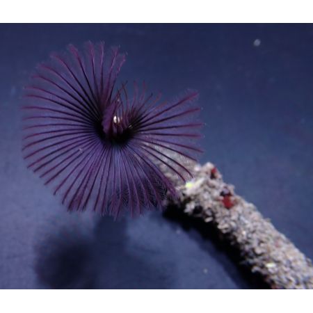 Sabellastarte Purple (Kokerworm)