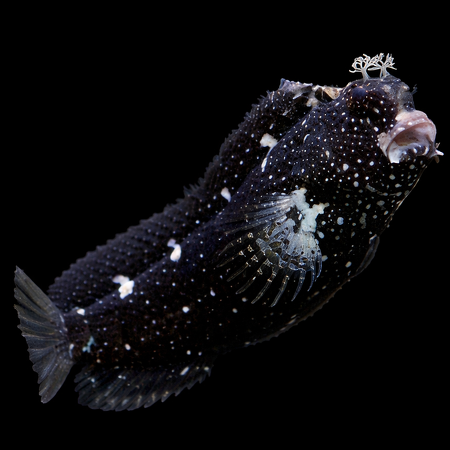 Salarias ramosus (juweelalgeneter)