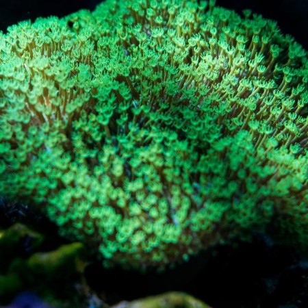 Sarcophyton Green (Tonga/Fiji)