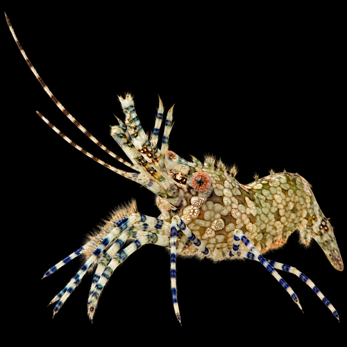 Saron marmoratus (Vrouw) (marmeren garnaal)
