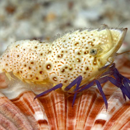 Saron Rectirostris (Purple Leg Shrimp)