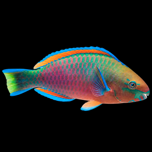 Scarus quoyi (Quoys papegaaivis)