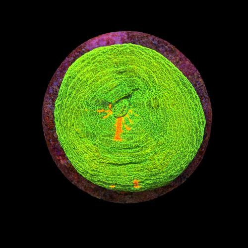 Scolymia bleeding apple Frag (Ong. 2-3 cm) WYSIWYG (1790873392490)