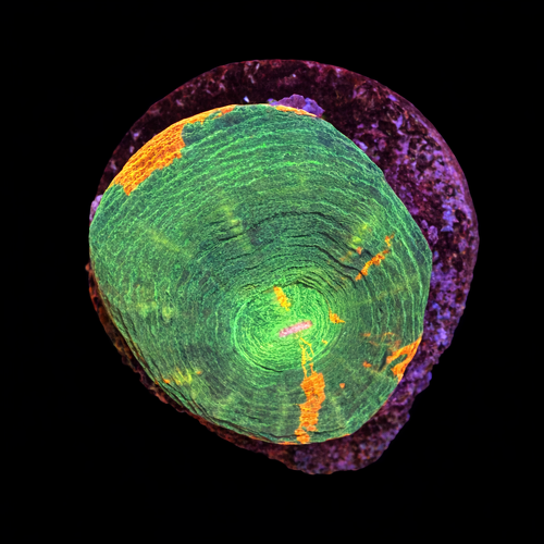 Scolymia bleeding apple Frag (Ong. 2-3 cm) WYSIWYG (1790873434123)