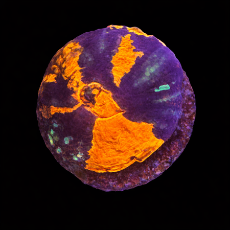 Scolymia Warpaint Frag (Ong. 2-3 cm) WYSIWYG (1783883844879)