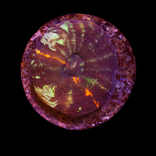 Scolymia warpaint Frag (Ong. 2-3 cm) WYSIWYG (1790873412422)