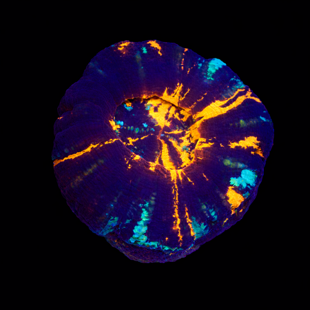 Scolymia Warpaint S (Ong. 4-5 cm) WYSIWYG (1773252753861)