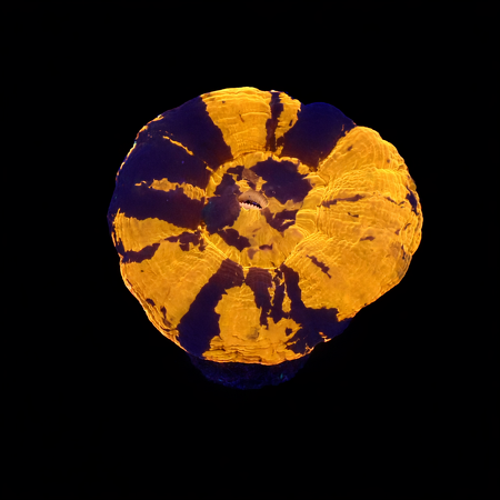 Scolymia Warpaint S (Ong. 4-5 cm) WYSIWYG (1773252757230)