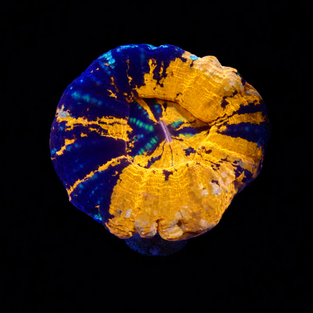 Scolymia Warpaint S (Ong. 4-5 cm) WYSIWYG (1773252762444)