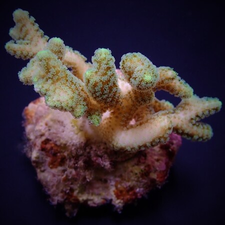 Seriatopora guttatus Groen