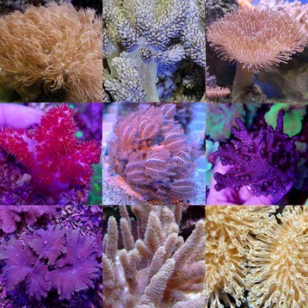 Soft koralen Mix Pack S (5 zachte koralen)