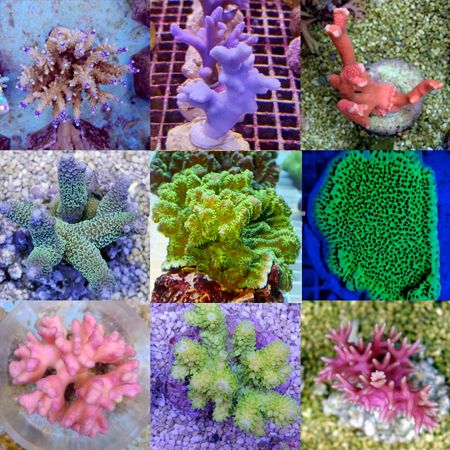 SPS koralen Mix Pack (10 SPS koralen) 