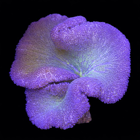 Stichodactyla Gigantea Blue/Purple XXL (Ong. 15+ cm) WYSIWYG (1786379956643)