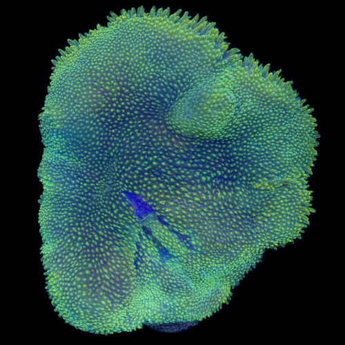 Stichodactyla Tapetum (Mini Tapijt Anemoon) M (Ong. 6-7 cm) WYSIWYG (1771142240751)