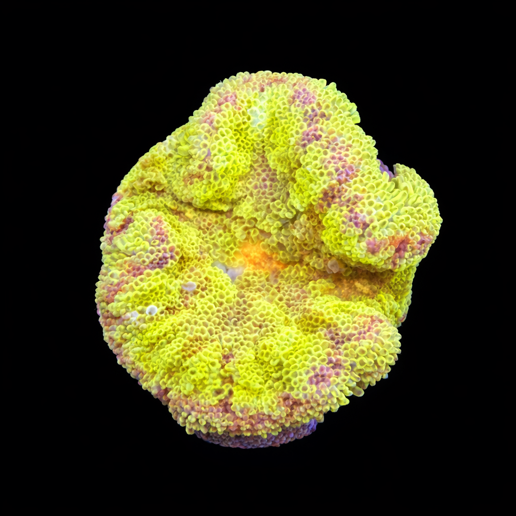 Stichodactyla Tapetum (Mini Tapijt Anemoon) S (Ong. 4-5 cm) WYSIWYG (1785654127187)