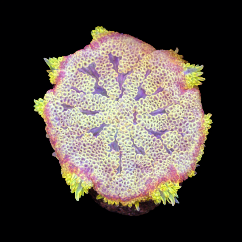 Stichodactyla Tapetum (Mini Tapijt Anemoon) S (Ong. 4-5 cm) WYSIWYG (1785654137737)