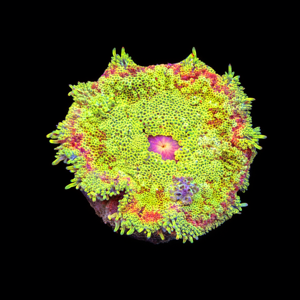 Stichodactyla Tapetum (Mini Tapijt Anemoon) S (Ong. 4-5 cm) WYSIWYG (1785654161501)